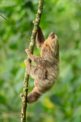 Wall Mural - Hoffmann's two-toed sloth (Choloepus hoffmanni), also known as the northern two-toed sloth is a species of sloth from Central and South America. 
