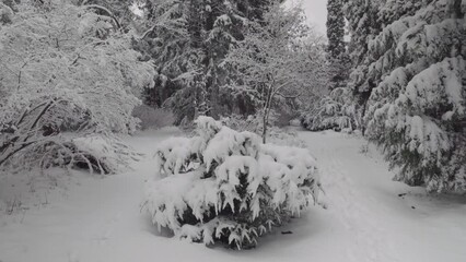 Wall Mural - Snowfall in the park. Horizontal panning. Scenic winter season