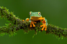 Cruziohyla Calcarifer, The Splendid Leaf Frog Or Splendid Treefrog, Is A Species Of Tree Frog Of The Subfamily Phyllomedusinae