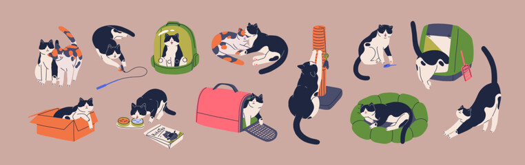 Cute cat and supplies. Funny kitty playing with toy, sleeping in cushion bed, in carrier, box, bag, at scratching post. Feline animals activities, life, stuff set. Isolated flat vector illustrations