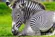 Closeup of a zebra lying on green grass
