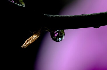 Sticker - Closeup shot of a small water droplet hanging on a branch in a blurred purple background