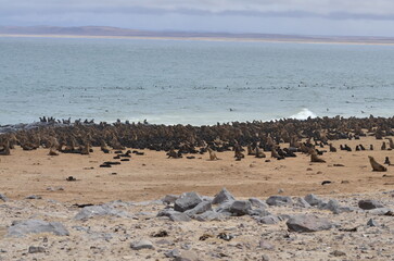colony of seals at cape cross namibia africa