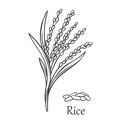 Sticker - Rice cereal crop outline icon vector illustration. Line hand drawing grain plant with leaf, stalk and seeds in panicle, fresh organic farm harvest of agriculture paddy field and Rice lettering