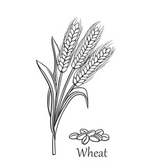 Wall Mural - Wheat cereal crop outline icon vector illustration. Line hand drawing bunch of ripe ears with spikes, whole grains, seeds pile and leaves on stalk to produce flour for baking bread and Wheat text