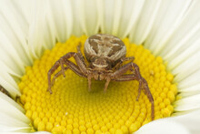 Closeup On A Small Fierce Looking Crab Spider , Xysticus On A Yellow And White Flower In The Garden