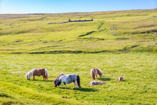 UK, Scotland, Ponies Grazing In Green Summer Pasture