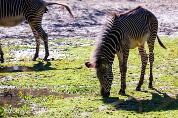 Canvas Print - Cute zebra grazing in the green field