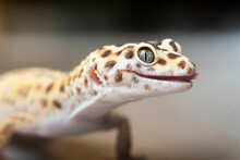 Close-up Of Spotted Leopard Gecko