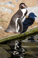 Poster - Vertical shot of a cute Humboldt penguin at the shore of a pond