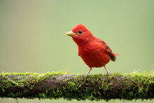 Summer Tanager (Piranga Rubra) Is A Medium-sized American Songbird. Formerly Placed In The Tanager Family (Thraupidae), It And Other Members Of Its Genus Are Now Classified In The Cardinal Family