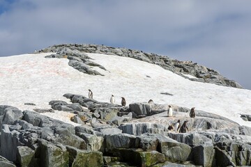 Sticker - Shore of the ocean with penguins and mountains covered with snow in the background, Antarctica