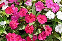 New Guinea Impatiens Flowers On Garden