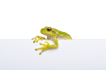 Wall Mural - Green frog showing signboard over white background.