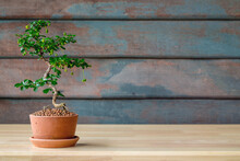 Vintage Tone Of Small Decorative Tree Little Plant On Wooden Floor With Copy Space For Add Text Message, Small Bonsai Tree In The Clay Pots