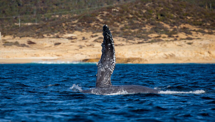 Wall Mural - Fin of a humpback whale (Megaptera novaeangliae) on the background of the Mexican coast. Mexico. Sea of Cortez. California Peninsula.