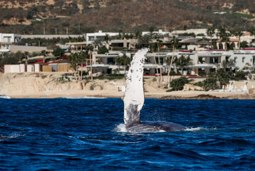 Wall Mural - Fin of a humpback whale (Megaptera novaeangliae) on the background of the Mexican coast. Mexico. Sea of Cortez. California Peninsula.