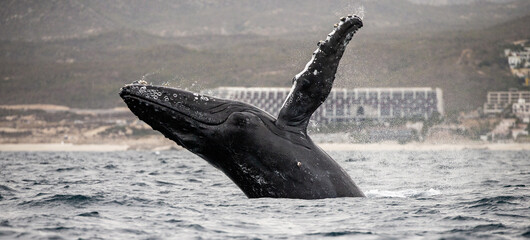 Wall Mural - Jumping humpback whale (Megaptera novaeangliae) on the background of the Mexican coast. Mexico. Sea of Cortez. California Peninsula.