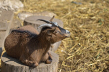 Domestic Brown Goat In The Farm. Cute An Angora Wool Goat. A Goat In A Barn At An Eco Farm Located In The Countryside.