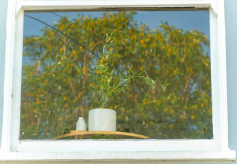 Plant and candle on table as seen through window with projection or reflection of front yard tree on home or house in late afternoon sun