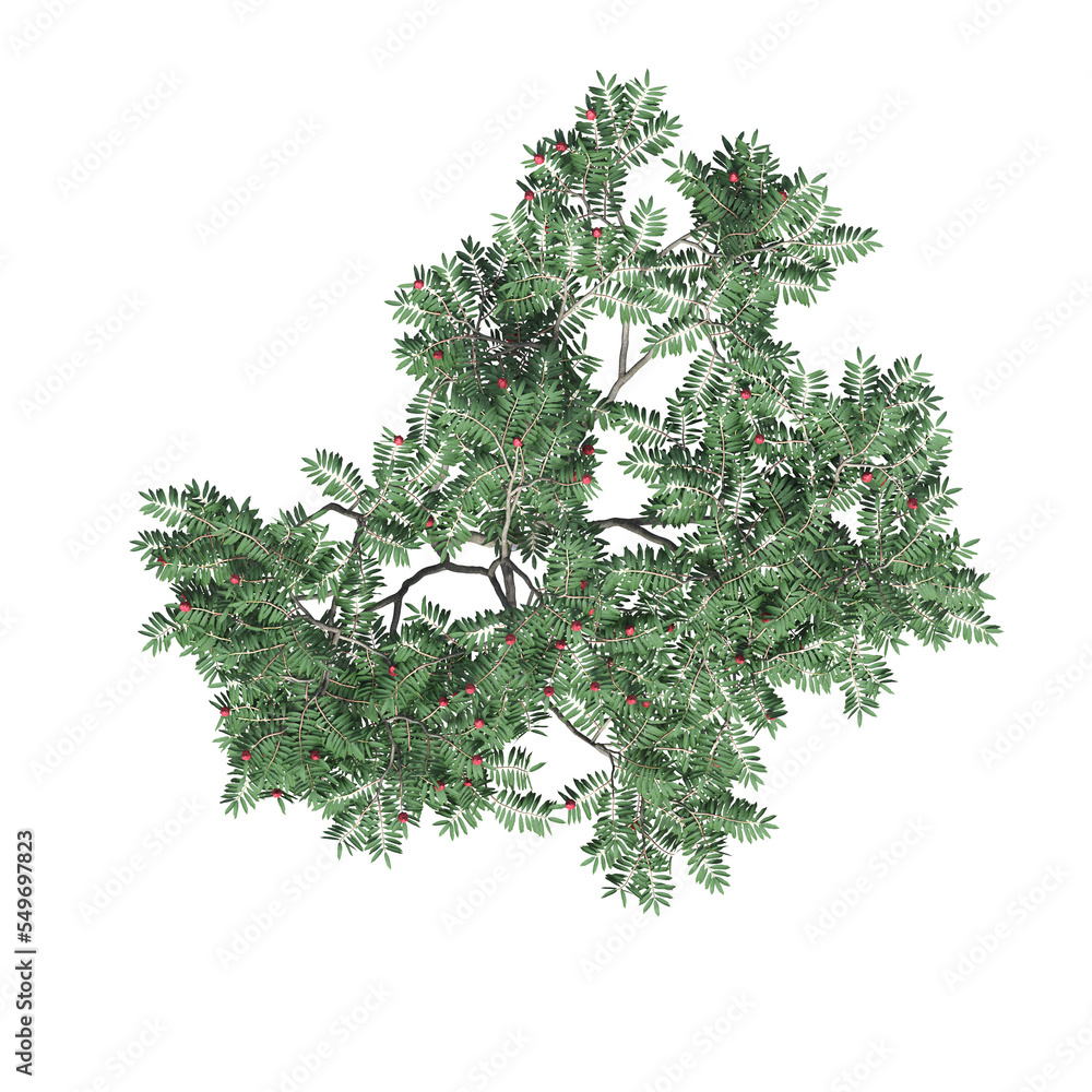 tree top view, isolate on a transparent background, 3d illustration