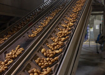 Wall Mural - Potato conveyor line at the chips factory.