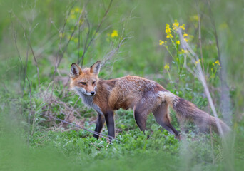 Wall Mural - Red fox with a bushy tail walking through a grassy meadow near Ottawa, Canada
