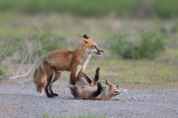 Sticker - Red fox playing with her kit in Algonquin Park, Canada