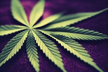 Sprig Of Sprawling Light Green Cannabis Plants