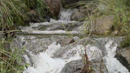 Wall Mural - Beautiful slow motion shot of a small strong stream in a forest