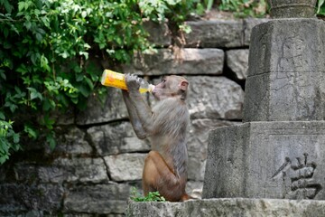 Sticker - A monkey drinking beverage