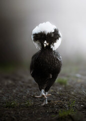 Black and white polish chicken portrait