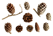 A Collection Of Small Pine Cones For Christmas Tree Decoration Isolated.