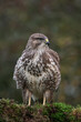 Common Buzzard (Buteo buteo) perched on a mossy branch at the edge of a field