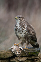 Wall Mural - Common Buzzard (Buteo buteo) with prey on the edge of a field