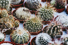 Mini Cactus Dans Des Pots En Terre Cuite - Plante Succulente Pour Décorer La Maison