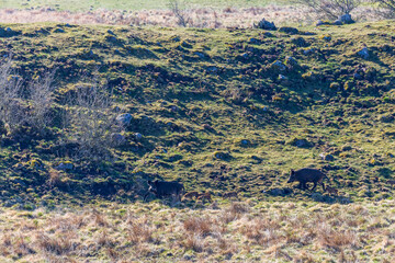 Wall Mural - Flock with wild boar and young piglets