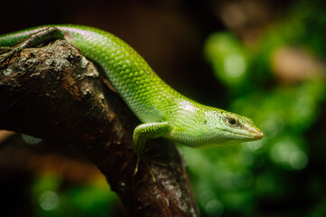 Wall Mural - Emerald tree skink (Lamprolepis smaragdina)