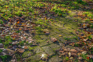 Sticker - Scenic closeup of a stone path covered with fallen autumn leaves. Some sunbeams hit the bottom. Autumn has really started now.