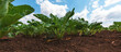 Sugar beet root crop in the ground