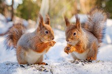 Two Squirrels Eat Seeds In Winter Forest, Squirrel Family