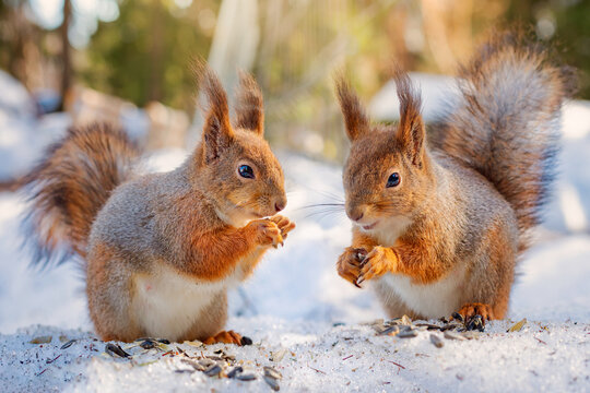Wall Mural - two squirrels eat seeds in winter forest, squirrel family