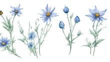Set Watercolor Design Elements Of Blue  Wildflower Collection.