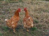 Fototapeta Do pokoju - Petites poules rousses