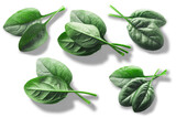 Fototapeta  - Fresh spinach leaves Spinacia oleracea top view isolated png