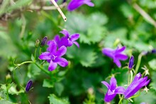 Purple Wall Bellflowers In The Green Field