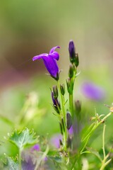 Poster - Vertical closeup of the purple wall bellflowers in the green field