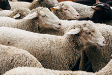 Flock Of Sheep Passing Through A Cattle Route. Close-up View