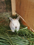 Mały królik kalifornijski w klatce
