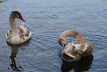 Young Swans On A Calm Day